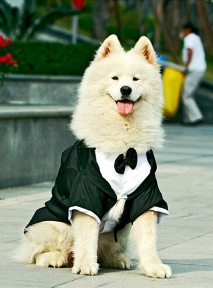 Coats for Dogs Black-White Wedding