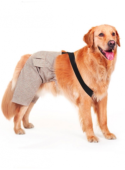 Dog pants for wedding or important events in countryside